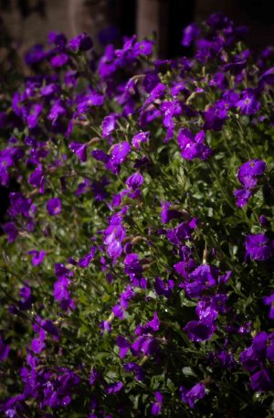 Purple Flowers