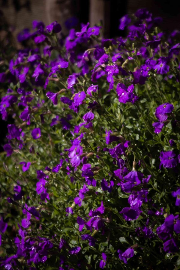 Purple Flowers