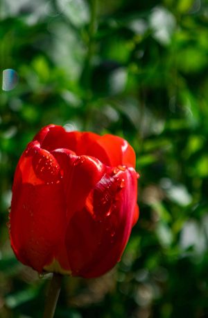 Red Flower