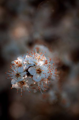 White Flower
