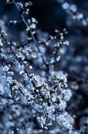White Flowers